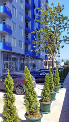 Բնակարան 30 մ² - Շերիֆ Խիմշիաշվիլի, Batumi, Վրաստан